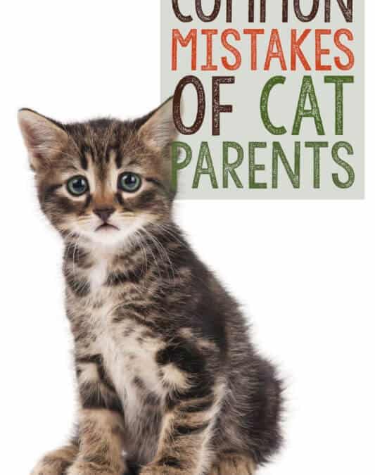 How to Avoid Some Common Mistakes in Cat Care