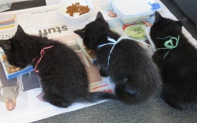 MiTwo Tells About Fostering Kittens