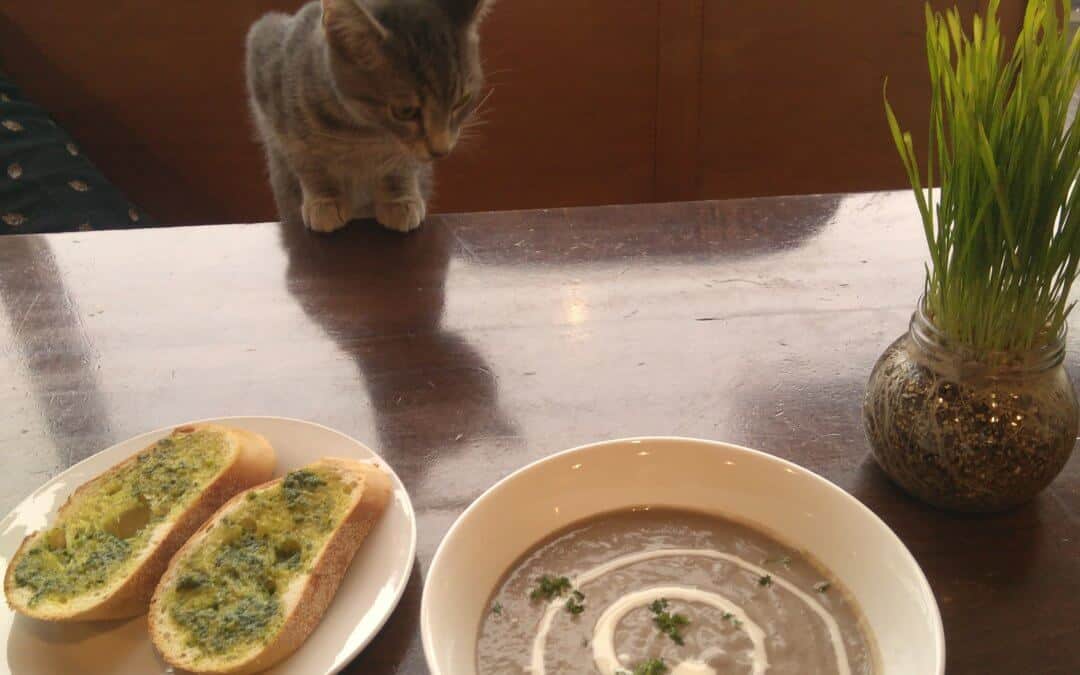 Lunch with Cats