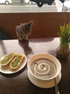 Lunch with Cats @ Neko Ngeru Cat Adoption Cafe | Lower Hutt | Wellington | ニュージーランド