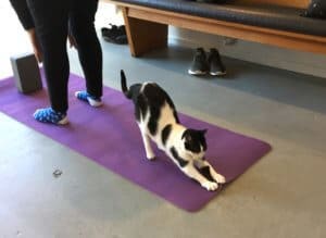 Cat Yoga (Daytime Class) @ Neko Ngeru Cat Adoption Cafe | Lower Hutt | Wellington | ニュージーランド