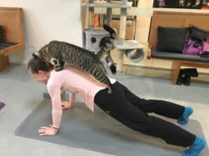 Cat Yoga (Evening Class) @ Neko Ngeru Cat Adoption Cafe | Lower Hutt | Wellington | ニュージーランド