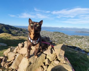 Adventure Cats @ Neko Ngeru Cat Adoption Cafe | Lower Hutt | Wellington | ニュージーランド