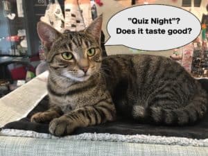 Cat Quiz Night @ Neko Ngeru Cat Adoption Cafe | Lower Hutt | Wellington | ニュージーランド