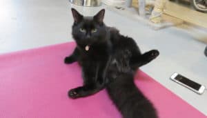 Cat Yoga (Daytime Class) @ Neko Ngeru Cat Adoption Cafe | Lower Hutt | Wellington | New Zealand