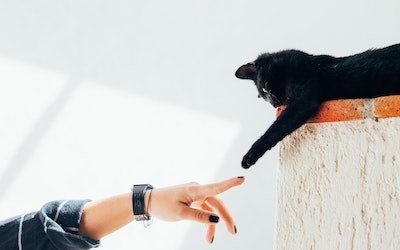 Catifying Your Home For Harmony And Your Cat’s Safety