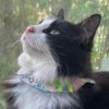 Bird Alert Collar - Image 3
