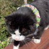 Bird Alert Collar - Image 4