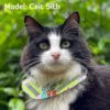 Bird Alert Collar