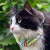 Bird Alert Collar - Image 2